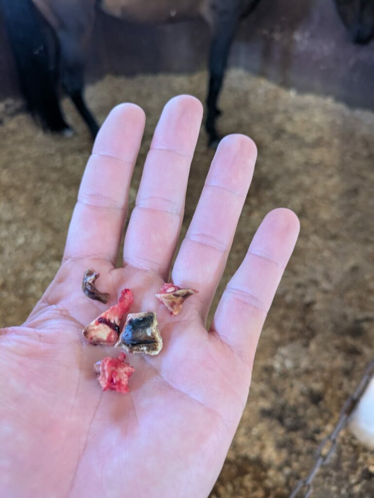 Fragmentos dentales extraídos durante el tratamiento de una fractura previa en un caballo en Sevilla.