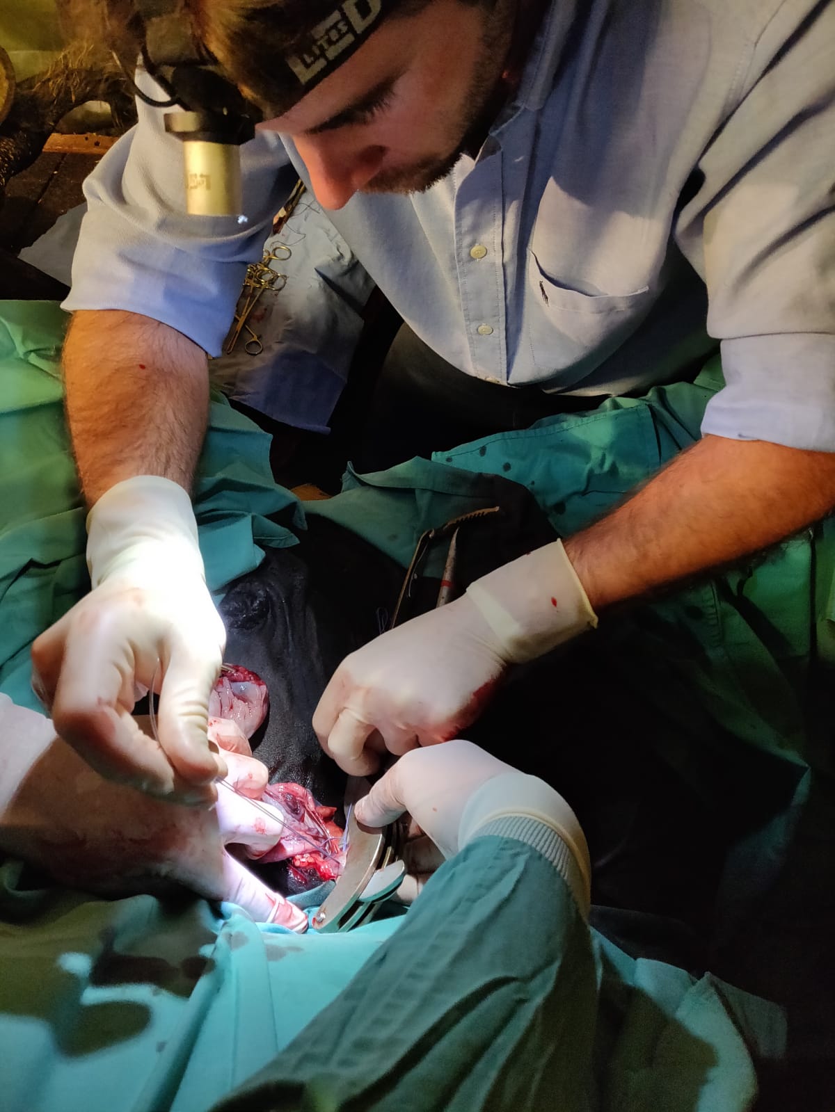 Veterinario equino realizando cirugía en condiciones de campo bajo anestesia general en Sevilla.