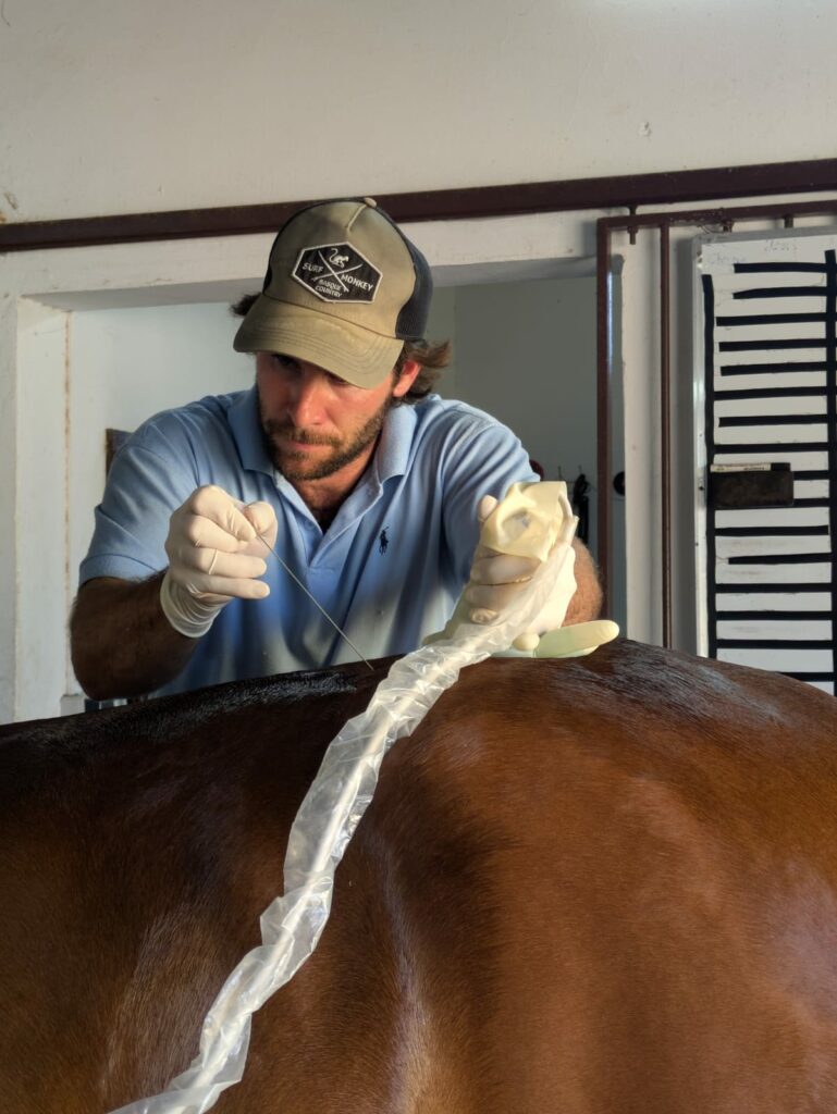 Veterinario equino realizando infiltración terapéutica en caballo durante diagnóstico ortopédico en Sevilla.