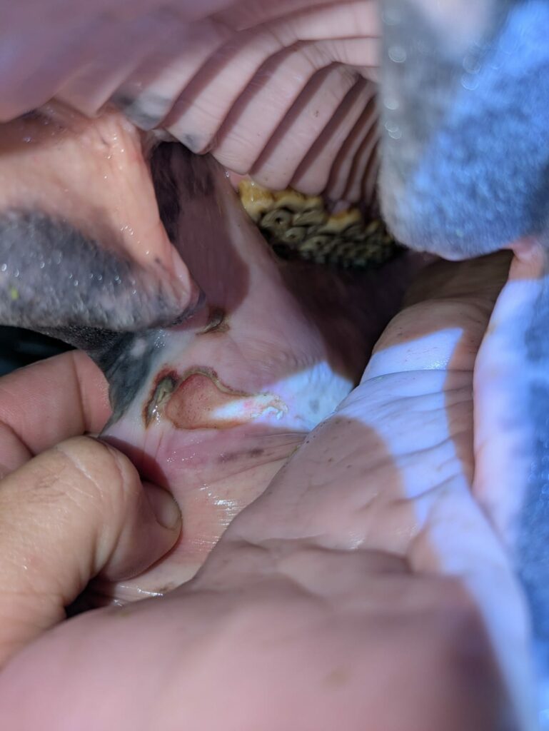 Úlcera oral en caballo provocada por contacto con el bocado, evaluada por veterinario dental equino en Sevilla.